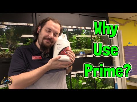 Why You Should Use Seachem Prime to Treat Your Tanks and How to Use It! 💧