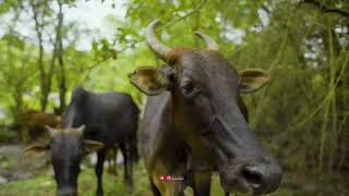 Devkund Valley / Waterfall, Maharastra, India