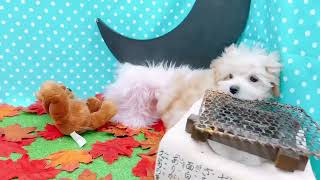 ハーフ犬の動画03