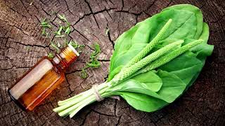 Plantago: qué es, beneficios, propiedades y contraindicaciones.