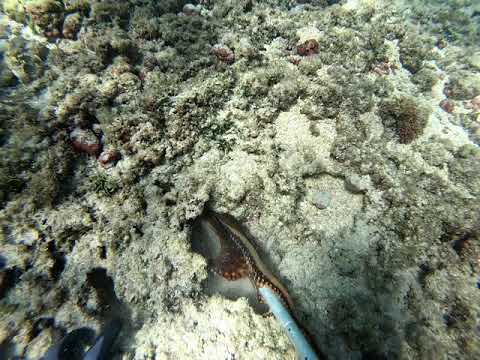 Tako Diving - Hide and Seek 2019 "SPECIAL"