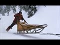 Snow Dogs Sled Dogs Chasing Fox