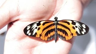 Miniatura do vídeo
