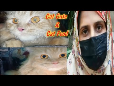 Cat Cute &Cat Food😺|Good cat|Aneela Gillani Vlogs|#Vlog53