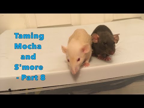 Taming My Skittish Baby Rats - Part 8