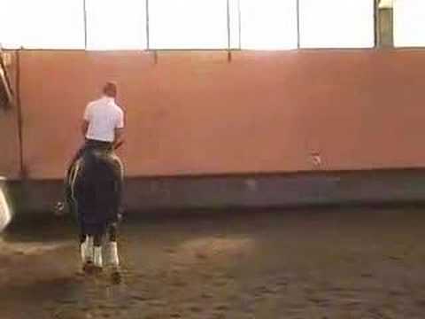 Andalusian PRE - Paco Lazo stud for sale - WWW.HORSESPRE.COM