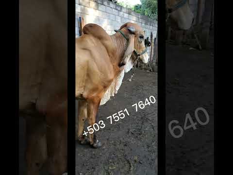 Toro empezando a trabajar disponible en San Rafael Oriente