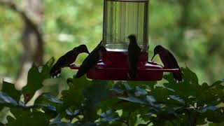 Most hummers 9/8/18