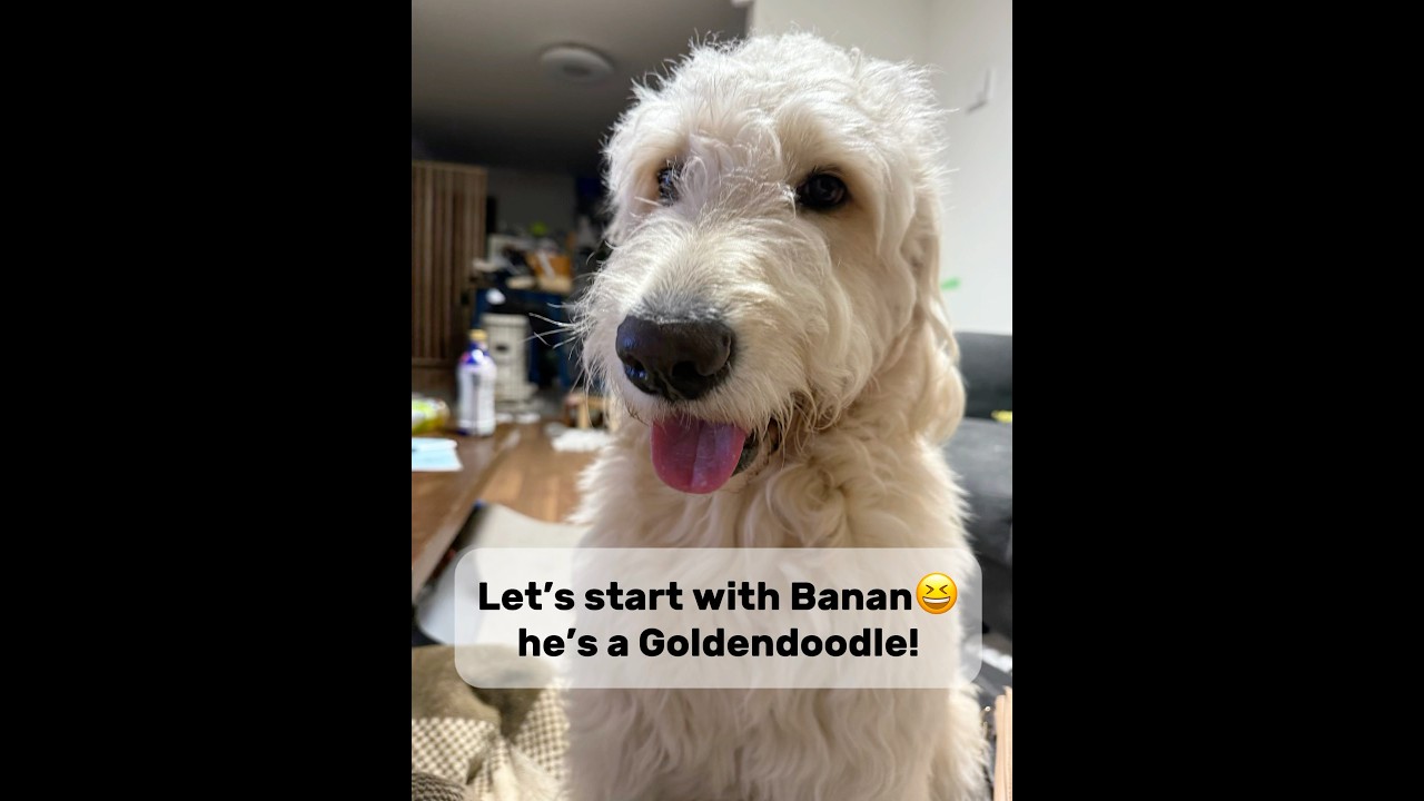 I asked ChatGPT to“turn my dogs into a human” #goldendoodle #goldenretriever #chatgpt #shorts