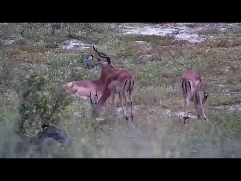 Djuma: Impalas and then Hippo - 10:52 - 01/23/2022