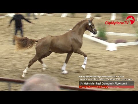 Hengst v.  Sir Heinrich -  Real Diamond - Florestan I