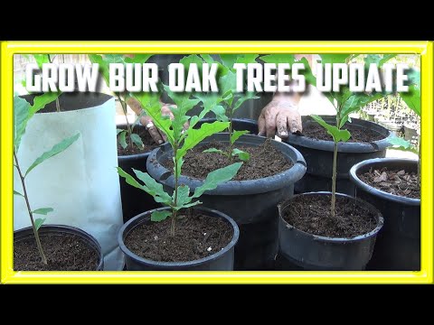 image-How fast does burr oak grow?