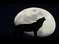 2 famous classic wolf howls sound effect