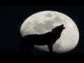 2 Famous Classic Wolf Howls Sound Effect