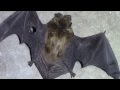 Cat Vs Bat