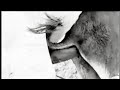 How To Animal Donkey Meeting With A Man Nature S Romance Monkey February 2026 Viral Video WatchVideo