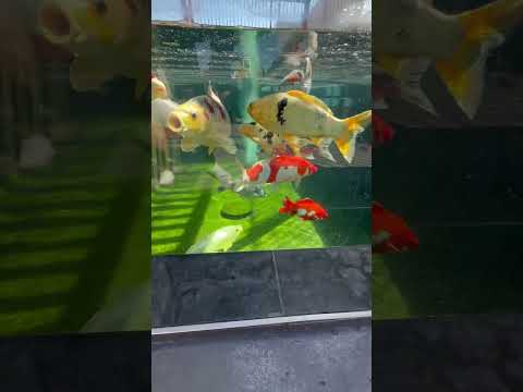 Koi pond glass viewing window!