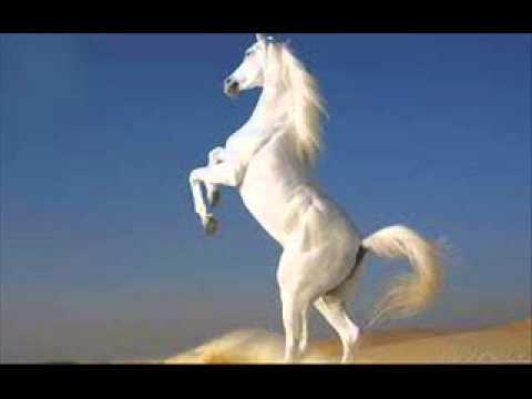 Pro Kuchek 2012 -  2013 ork.djodji Bend - Vihar 2 = By Dj Romeo