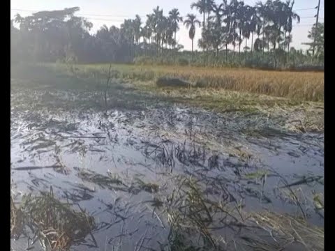 মিধিলিতে লণ্ডভণ্ড ভোলার আবাদি ফসলাদি, দিশেহারা কৃষক