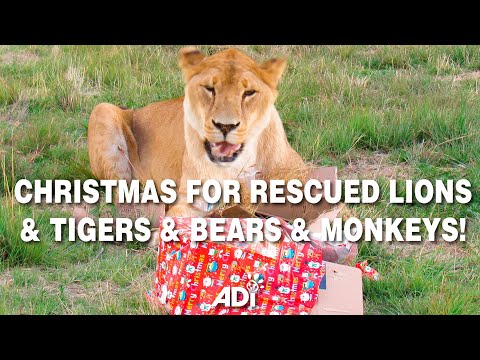 CHRISTMAS FOR RESCUED LIONS & TIGERS & BEARS & MONKEYS!