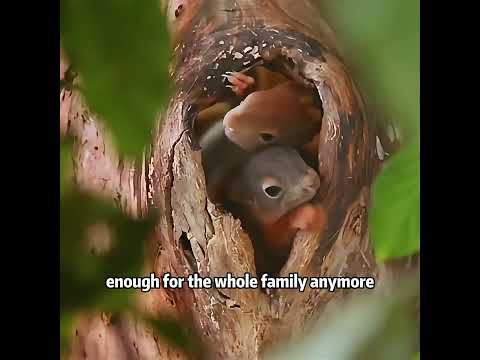 Mother Squirrel Gives Birth to 4 Babies. #wildlife #animals #pterosaurus