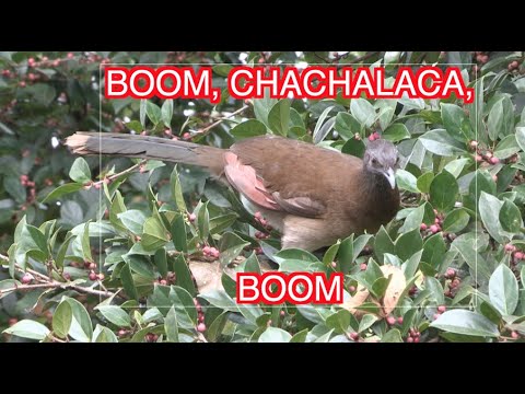 Chachalacas, Eating and Screeching: NARRATED