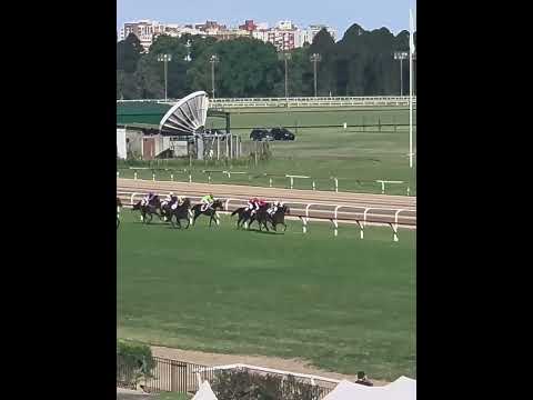 Gran Premio Carlos Pellegrini 2025 metros finales #jockeys #caballosdecarrera #hipodromosi