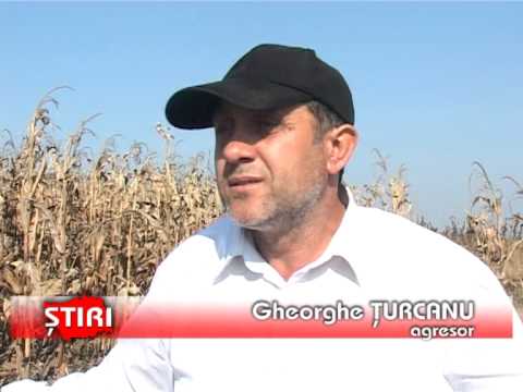 Bătaie la Horgeşti - www.1tvbacau.ro (23.10.2013)