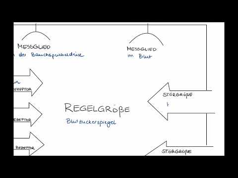 Regulation des Blutzuckerspiegels (Regelkreis)