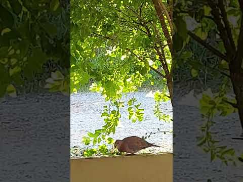 #secret of peace, joy and happiness #shorts