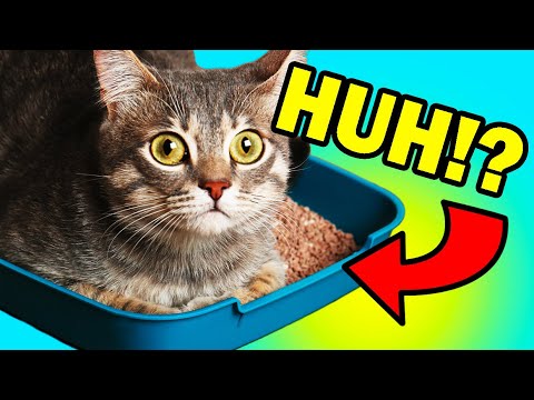 Why is your cat lying in the litter box?