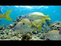 The Ocean 8K VIDEO ULTRA HD - Sea Animals For Relaxation, Beautiful Coral Reef Fish In Aquarium