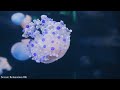 The Ocean 8K VIDEO ULTRA HD - Sea Animals For Relaxation, Beautiful Coral Reef Fish In Aquarium
