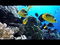 The Ocean 8K VIDEO ULTRA HD - Sea Animals For Relaxation, Beautiful Coral Reef Fish In Aquarium