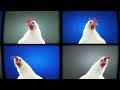 J.Geco - Chicken Song [1 Hour]