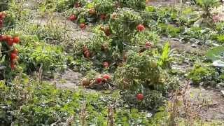 preview picture of video 'Organic Garden Ready For Harvest'