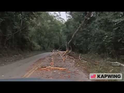 Árvore pendurada em Estrada que liga Friburgo a Duas Barras