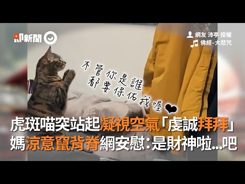貓 拜拜