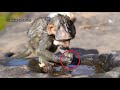 Poor Lucas Find Food In Water Block After Rain Stop Lucas Ask Milk Hungry In Wet Hair