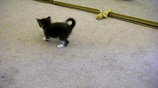 Kitten plays with a ball then sees it in the mirror