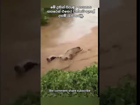 මේ දුකින් පිරුණු සසරෙන් එතෙර වෙමු.🙏💮🪷🪷🏵️🌼🌸❤️🩷♥️🙏/#aanisansa#trending #viralvideo #ganwathura