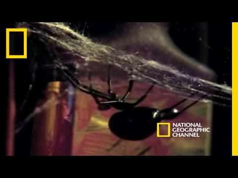 image-Do black widow spiders live in groups?
