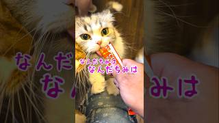 猫😺VSカエル🐸狩猟本能MAX #猫 #CIAOちゅーる #ねこ