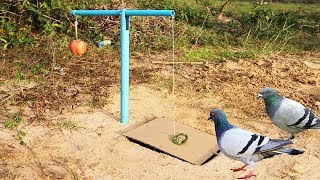 EasyBirdTrapUsingBluePipeCardboardandaAppleFruit