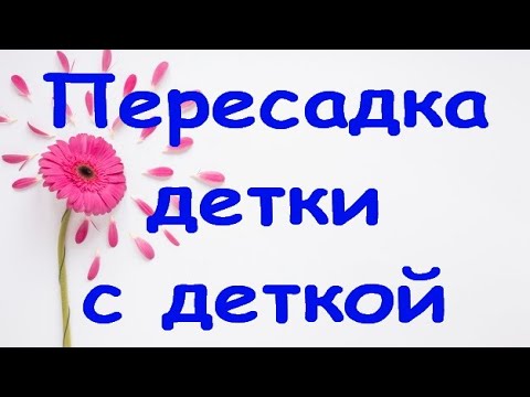 ОРХИДЕЯ-детка,но уже-МАМА:пересадка детки с деткой+состояние через 2 месяца.