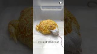 Pacman Frog 🐸 The GIANT Mouth Frog!