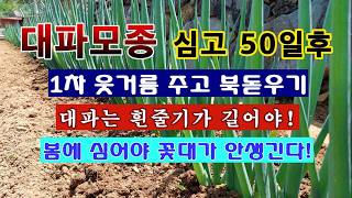 [텃밭농부 2,268]  대파모종 정식 후 50일. 1차 웃거름 주고 북돋우는 방법! #대파재배