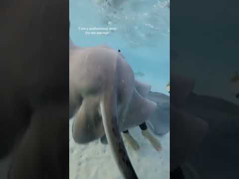 Stingrays chasing me! #ocean #stingray #dive #shorts