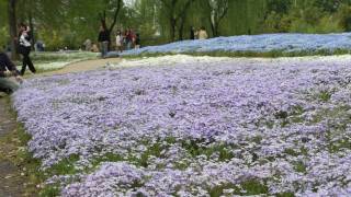 preview picture of video '2011.4.30(土)館林野鳥の森ガーデンの芝桜(NEX-5)'