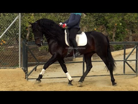 Dark Andalusian PRE Stallion 2015 - 1,71 cm (#MP643)